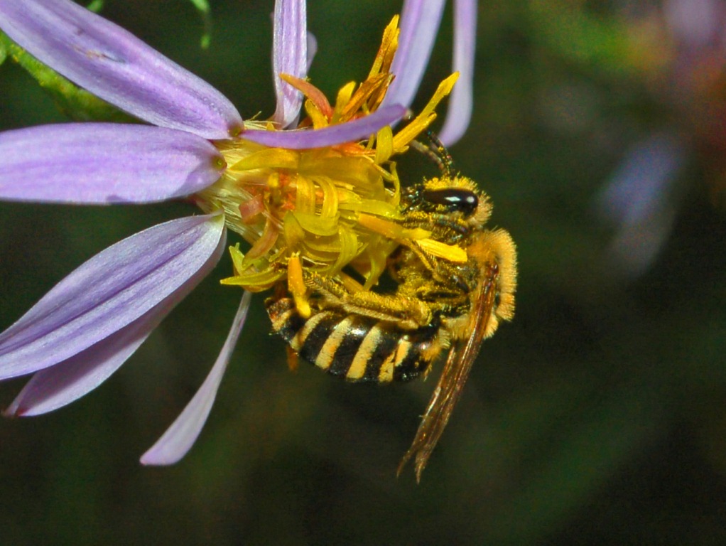 Una vespetta a fine ottobre: Colletes sp.